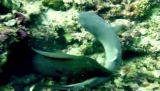 Γιγαντιαία σμέρνα καταβροχθίζει έναν καρχαρία [βίντεο]